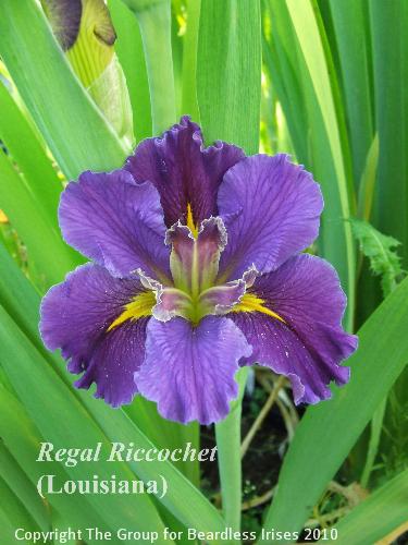 Regal Riccochet